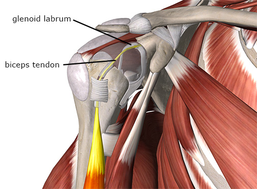 Image of biceps tendon attaching to the scapula through the labrum