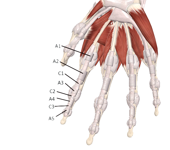 Simple Guide to Trigger Finger Treatment Beauty and Health