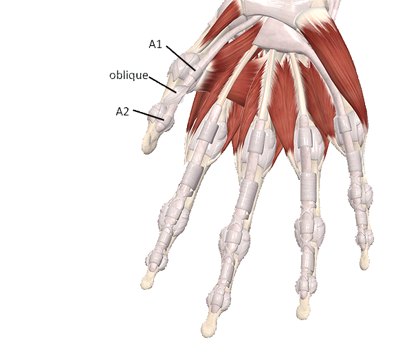 Image of the flexor pulleys of the thumb