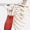 The long head of the biceps tendon