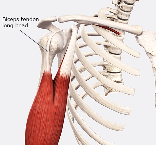 The long head of the biceps tendon