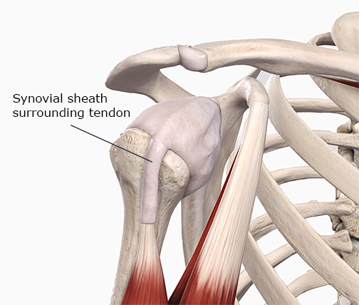 The synovial sheath surrounding the biceps tendon long head